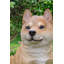 Statue Shiba Inu assise