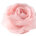 Rose vif