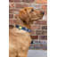 Built Pet Collar