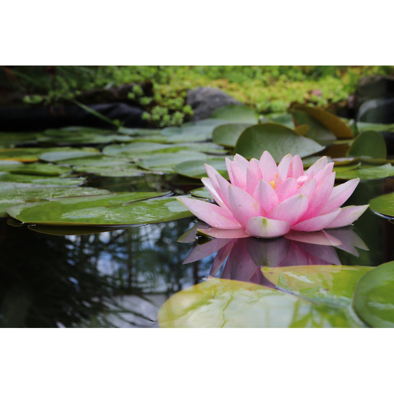 Water Lily by Ivetavaicule, 32" H x 48" W