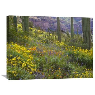 " Saguaro Amid Flowering Lupine, Organ Pipe Cactus National Monument, Arizona " by Tim Fitzharris