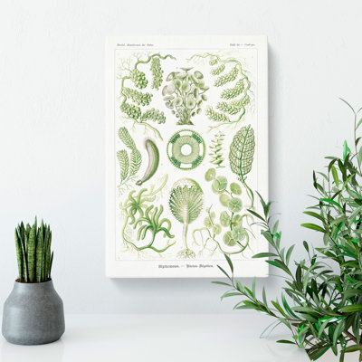 Siphoneae Algae by Ernst Haeckel - Wrapped Canvas Print