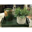 Succulent plante de bureau en pot agave