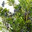Plastic, Silk Berry Spray Arrangement
