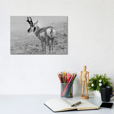 Pronghorn Antelope, Yellowstone National Park, Wyoming - Wrapped Canvas Print