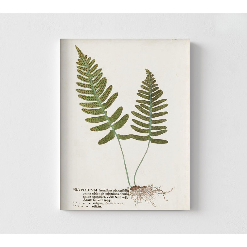Nature Printed Ferns IX By Unknown, Vintage Fern Poster Print, Greenery Living Room Artwork Idea, Large Fern Leaves Decor