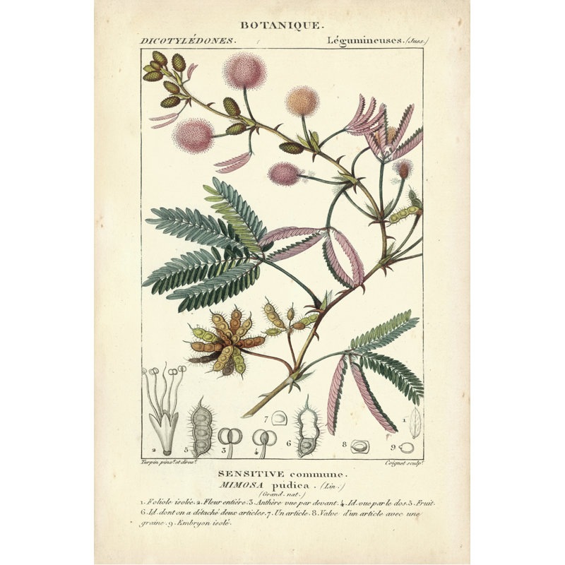 Botanique Study In Pink IV - Wrapped Canvas Print, 46cm H x 30cm W x 3.8cm D