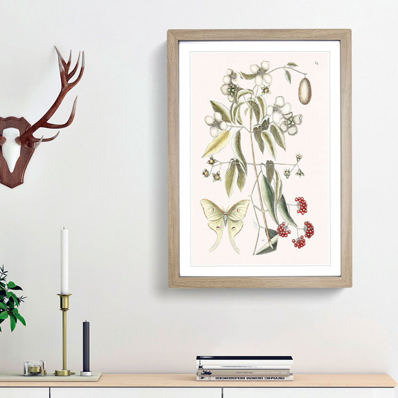 Four-Eye'd Night Butterfly by Mark Catesby - Picture Frame Painting Print, 87cm H x 62cm W x 2cm D, Oak Framed