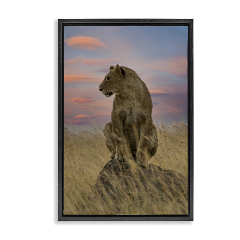 Lionne forte au coucher du soleil, Cadre flottant noir de jais, H 25 po x l 17 po