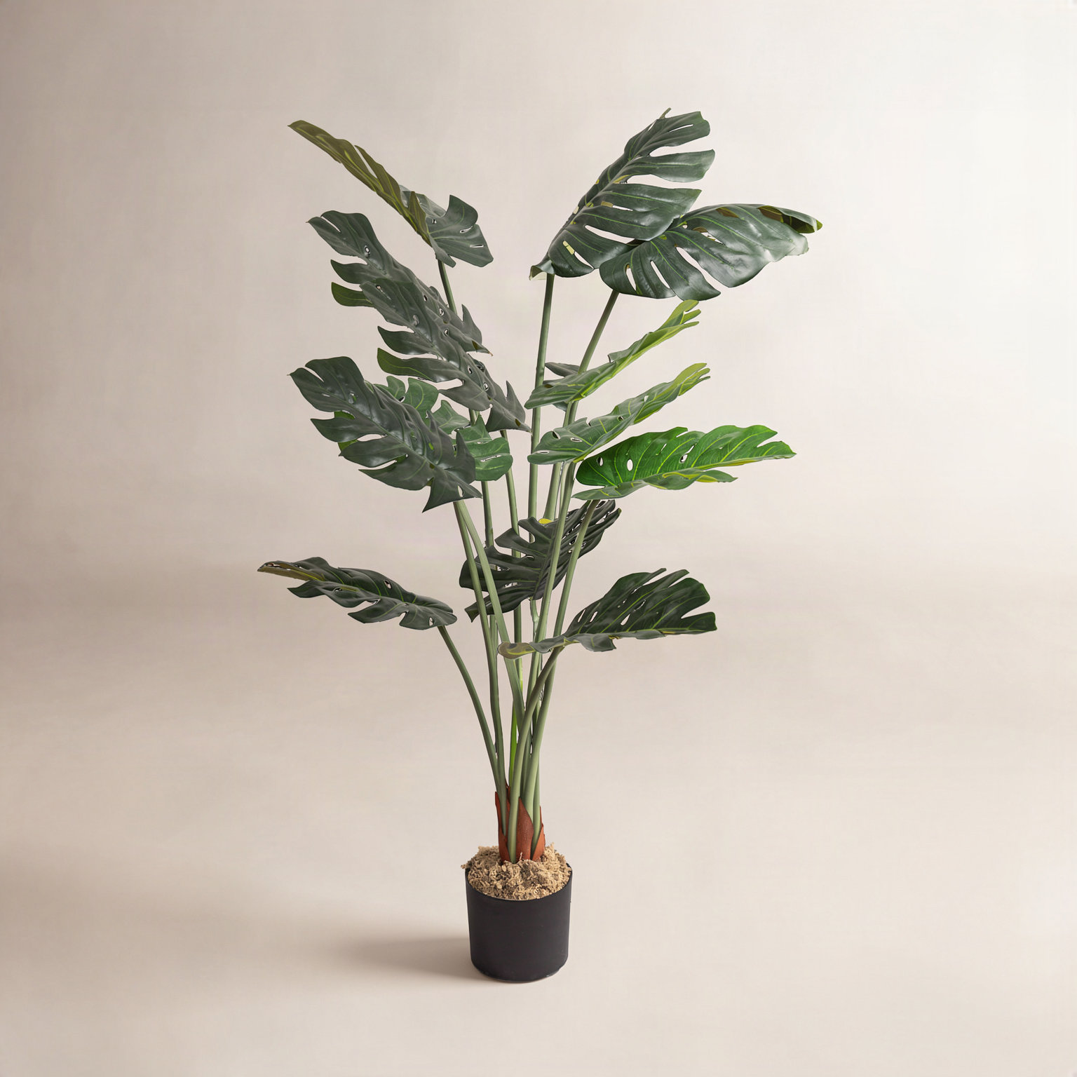 Monstera Plant in Pot, 48" H x 8" W x 8" D, 2