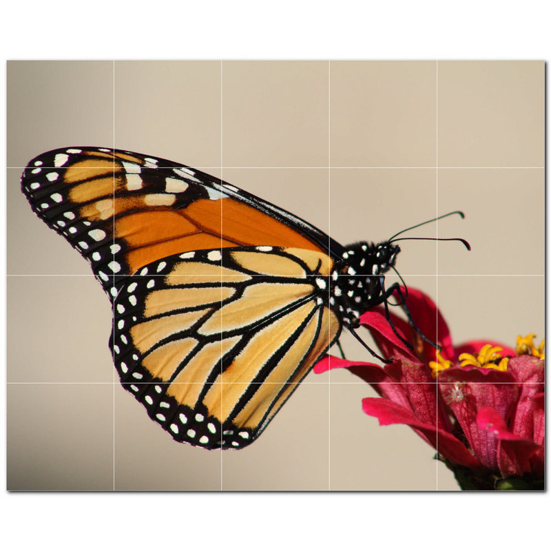 Papillon photo 12 x 12