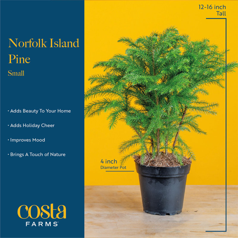 Norfolk Island Pine in Holiday Gift Wrap and Ornaments 1' Green Pine Fresh Cut Christmas Tree