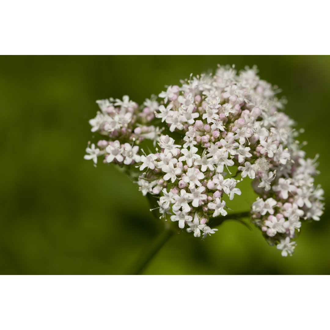 Leinwandbild Valeriana Officinalis