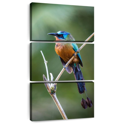 Trinidad Motmot Bird