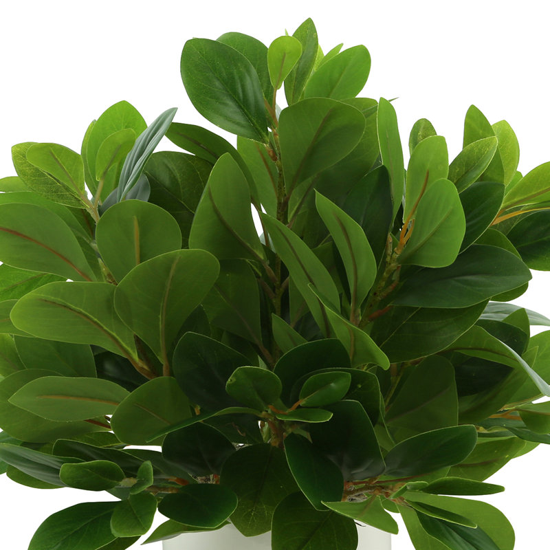 Plante de 18 po Peperomia