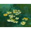 Tranquil Lily Pond Ii Print by Ruth Hayes-65782497-65782500