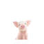 «Baby Piglet» par Sissi & Seb - impression d'art graphique-52936181-52936178-52936180