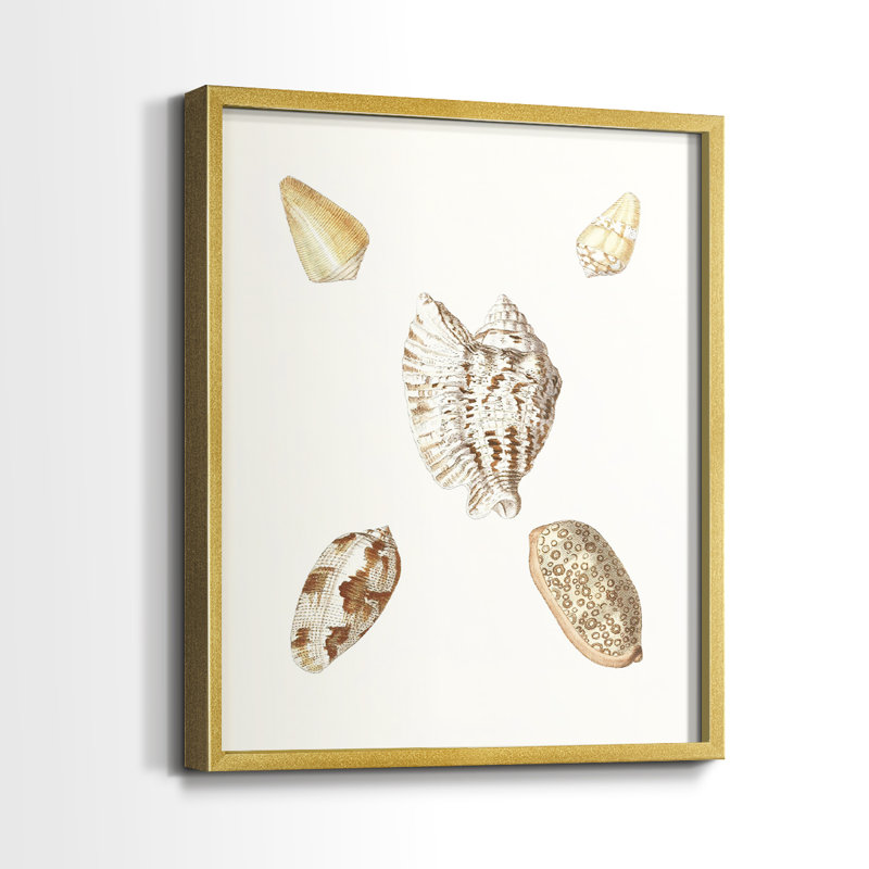 Pastel Knorr Shells VI - reproduction encadrée de qualité supérieure - prête à être accrochée - aucun clou requis - aucun clou requis