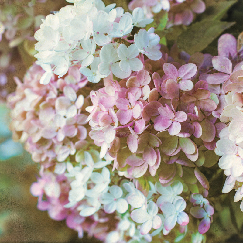 Gilded Hydrangea II Colour by Sue Schlabach - Wrapped Canvas Print, 91cm H x 91cm W x 3.8cm D