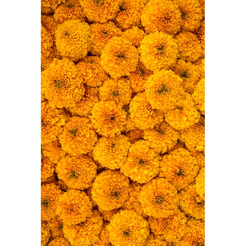 Marigold Flowers Garland Background - Wrapped Canvas Print, 46cm H x 30cm W x 3.8cm D