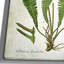 «Botanical Plate XXI», impression sur toile tendue-22188560
