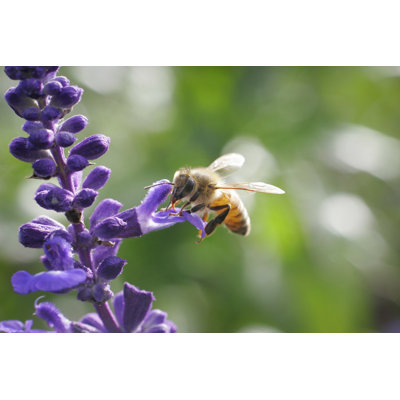 Honey Bee - Wrapped Canvas Print