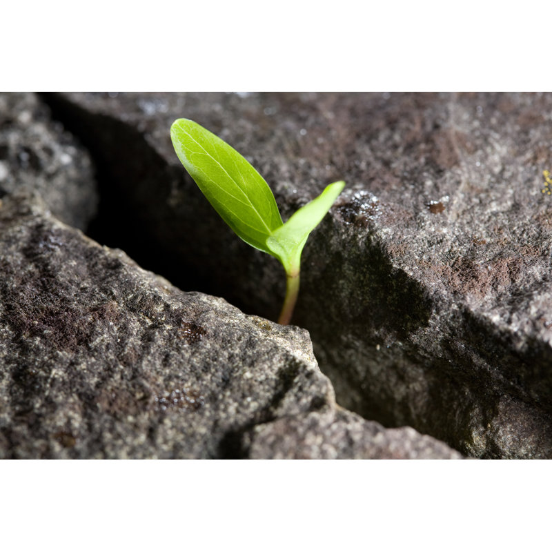 Breaking Through - Wrapped Canvas Print, 30cm H x 46cm W x 3.8cm D