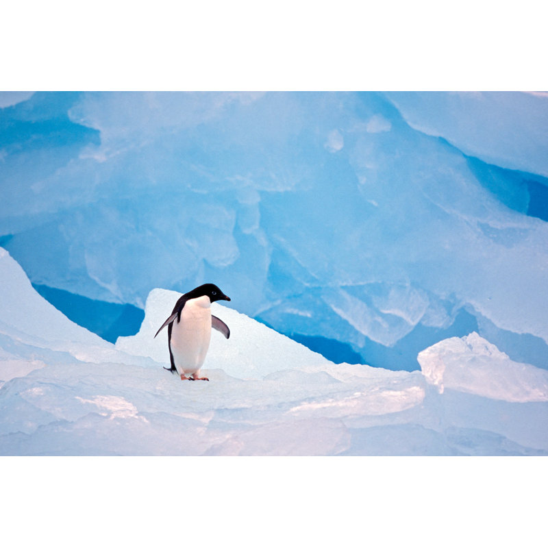 Penguin On Ice - Wrapped Canvas Print, 61cm H x 91cm W x 3.8cm D