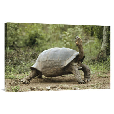 " Darwin "