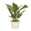 Plante artificielle 18,25 po en pot