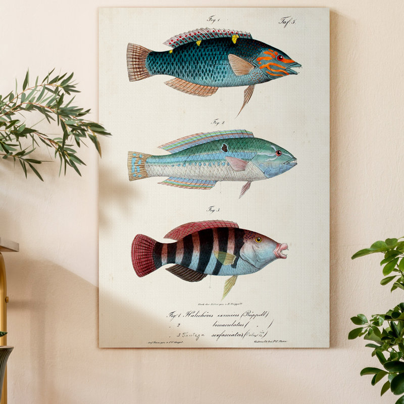 Antique Fish Trio III - impression sur toile tendue, H 48 po x l 32 po x P 1 po