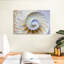 Coquille Nautilus vide-107508942