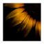 Détail de tournesol avec toile de gouttelettes, design par Brian Carson-2072583598