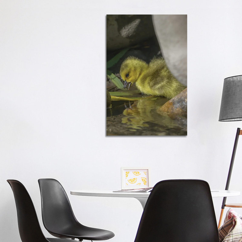 Goosling Reflection by Louis Ruth - Wrapped Canvas Print, 101.6 cm H x 66.04 cm W x 3.175 cm D