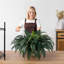 Faux Fern Plant-6104194