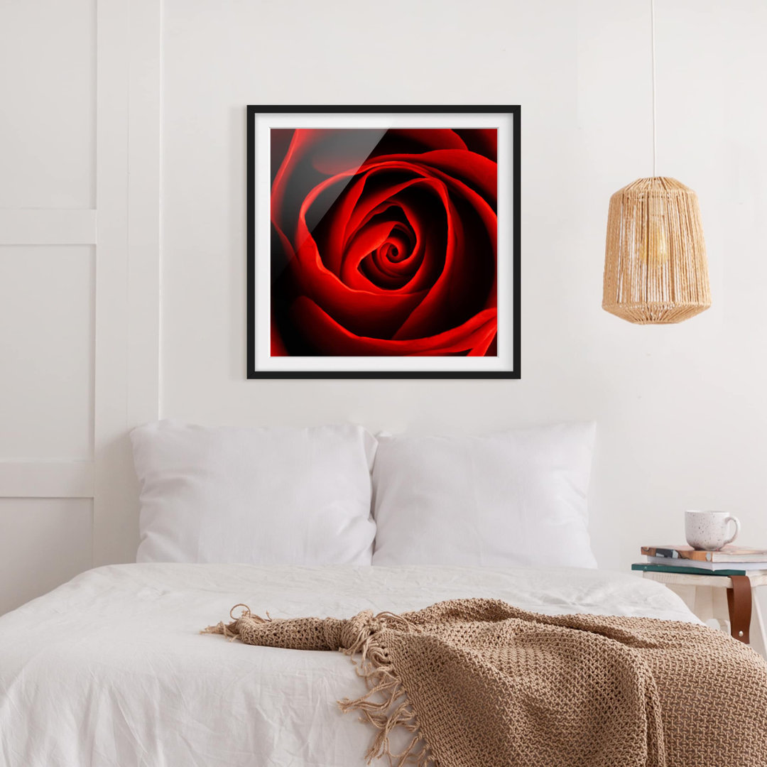 Gerahmtes Poster Lovely Rose