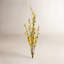 Forsythia 35 po x4