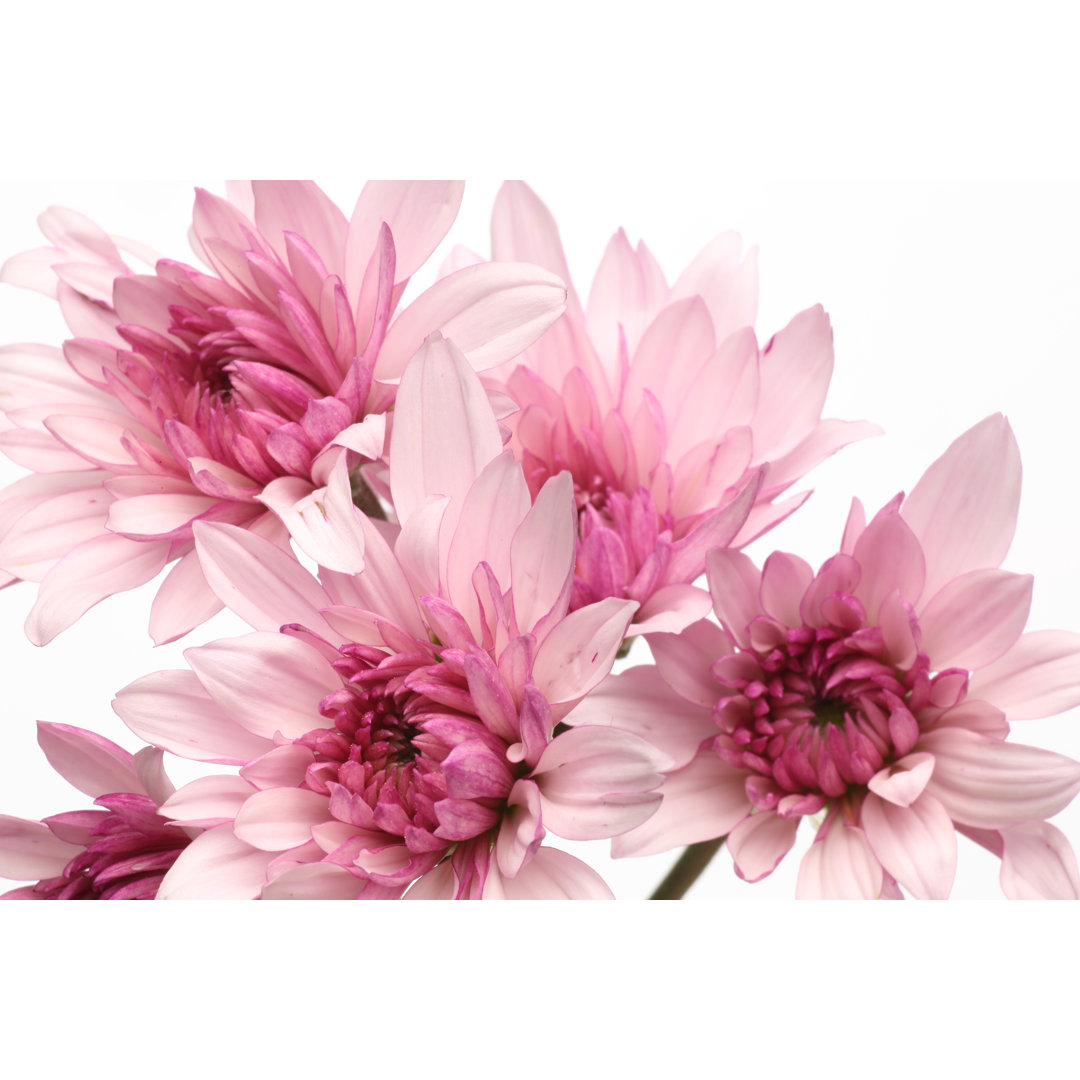 Chrysanthemums - Wrapped Canvas Print