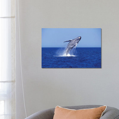 Humpback Whale Breaching In The Lower Gulf Of California, Mexico - Wrapped Canvas Print