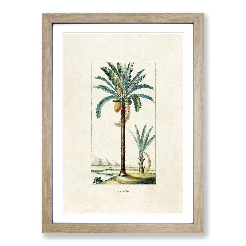 Illustration of a Date Palm Tree - Picture Frame Graphic Art Print on MDF, 48cm H x 36cm W x 2cm D, Oak Framed