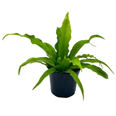 Birds Nest Fern Asplenium Nidus Epiphytic Fern In A 4 Inch Pot Very Filled