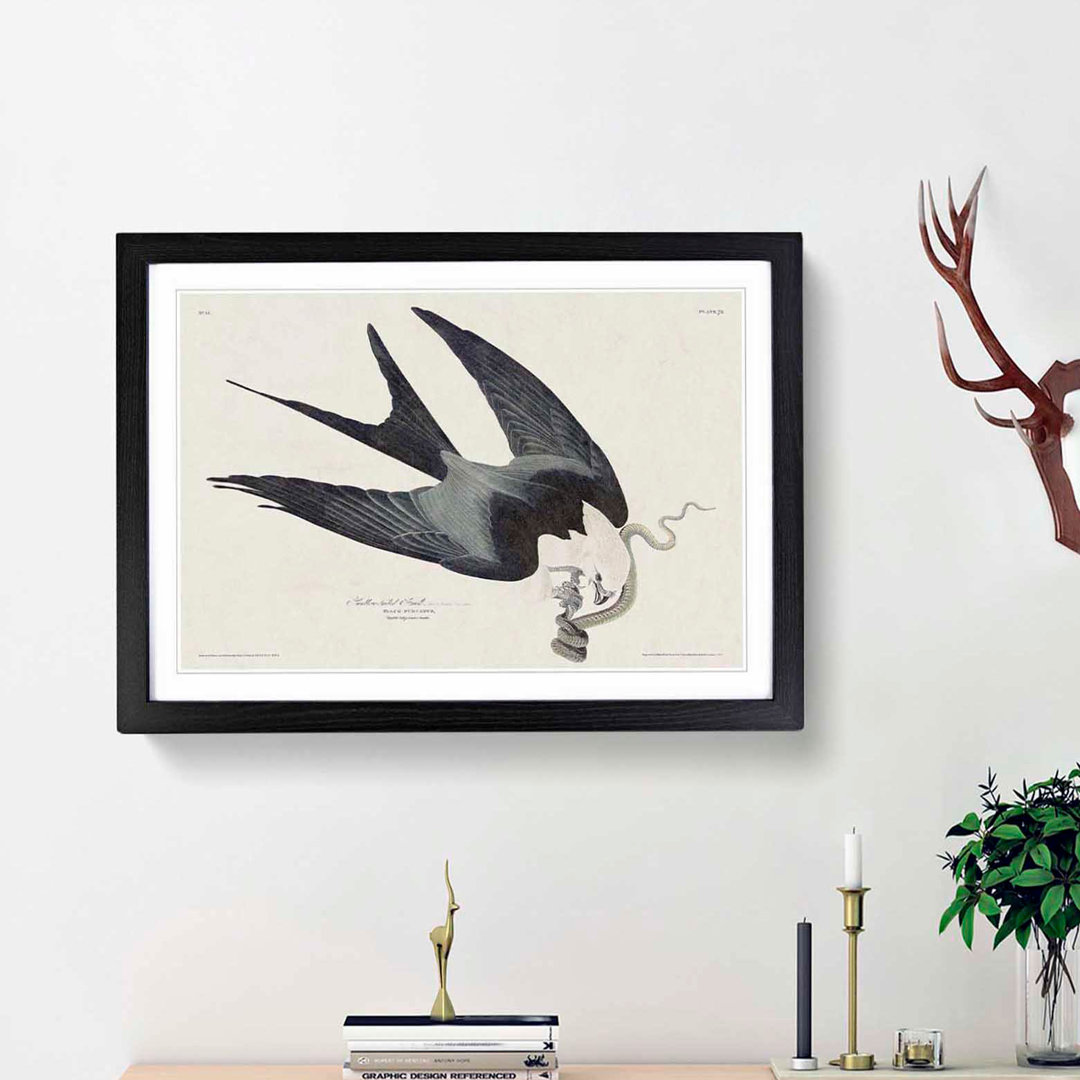 Swallow-Tailed Hawk & Snake by John James Audubon - Framed Print