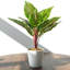 Pack Of 6 X Artificial Potted Foliage Plants 38cm Faux Ficus Plant in Pot Liner