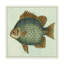 « papillon fish ii », reproduction d’impression sur toile tendue-33416481