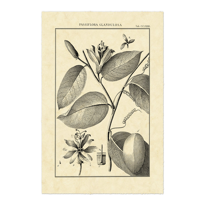 Vintage Botanical Study III by Sellier - Wrapped Canvas Print, 46cm H x 30cm W x 3.8cm D