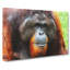 Orangutan Monkey Vol.1 - Wrapped Canvas-61842772