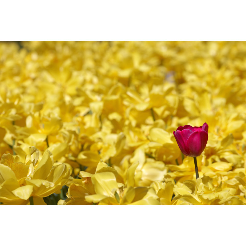 Single Tulip by Visual7 - Wrapped Canvas Print, 51cm H x 76cm W x 3.8cm D