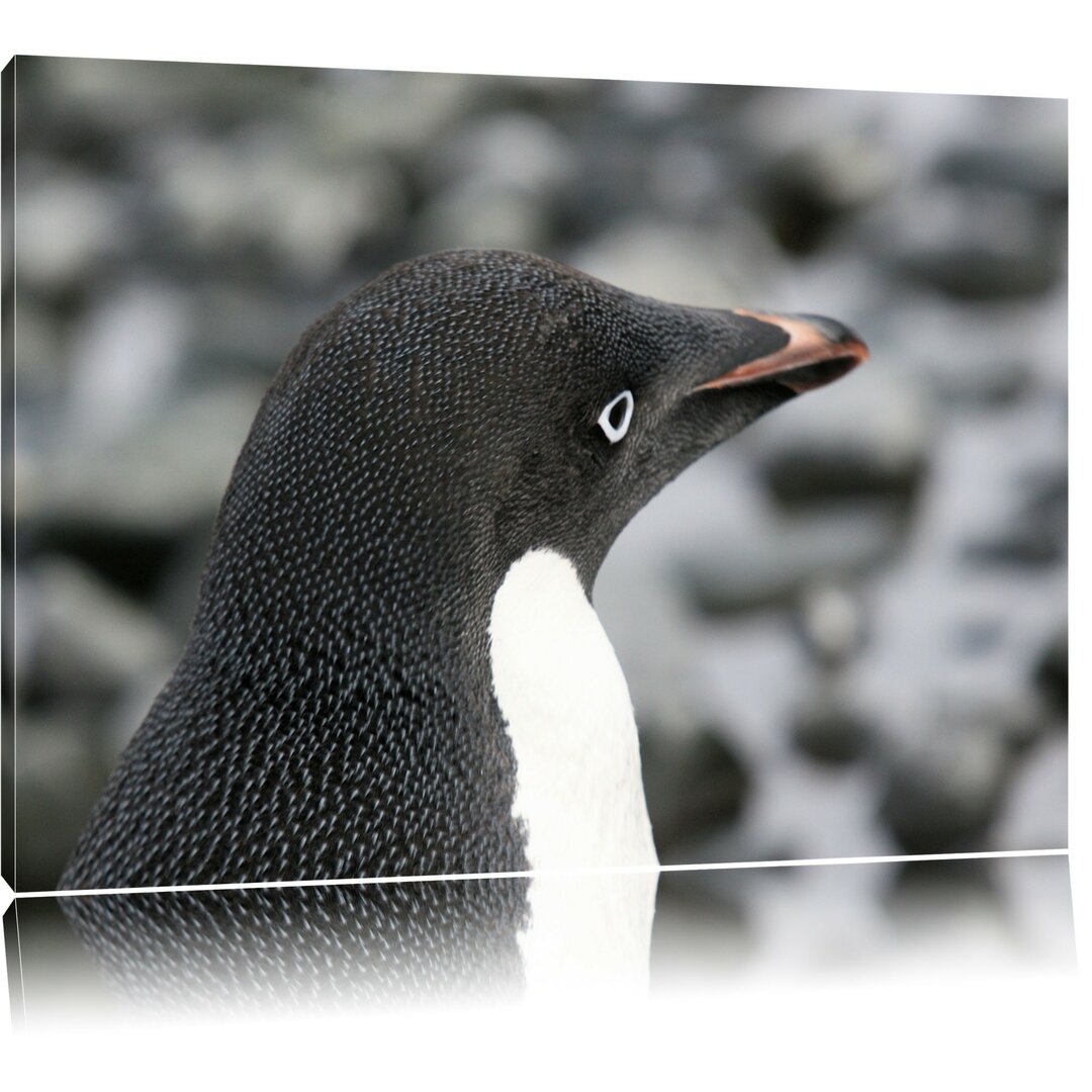 Leinwandbild Niedlicher Adeliepinguine