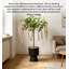 Jasmine qui pleure artificiellement, plante d'intérieur en pot-833100184-833100191