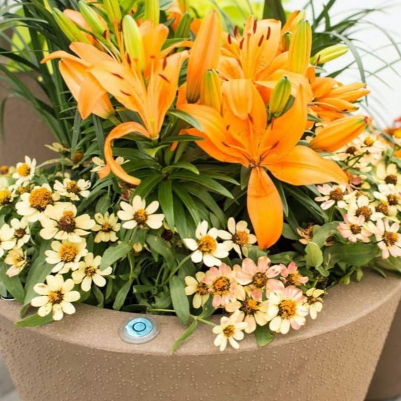 Pot à fleurs intérieur / extérieur auto-arrosant, H 16 po x l 16 po x P 16 po, Bleu minuit
